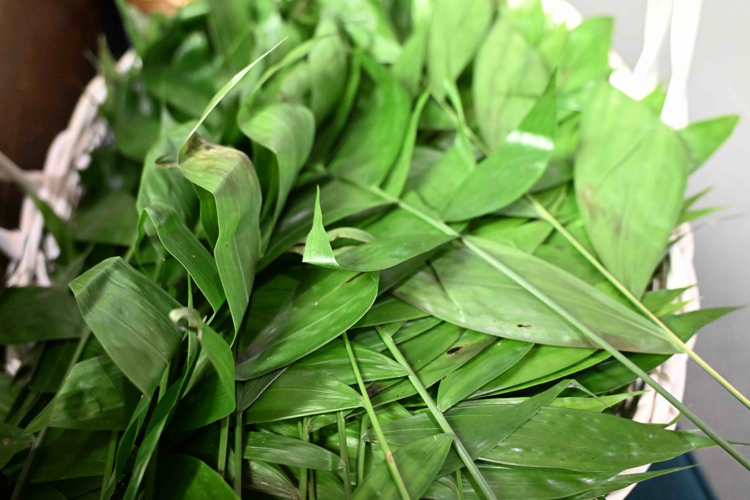 Palm Passion Pony Sunday 2026